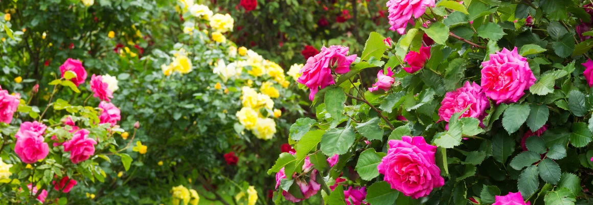 Rosa und gelbe Rosen im Garten